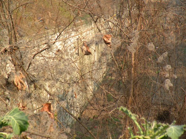  friches de la petite ceinture